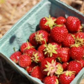My Family and I went strawberry picking. (Image: quart of strawberries)